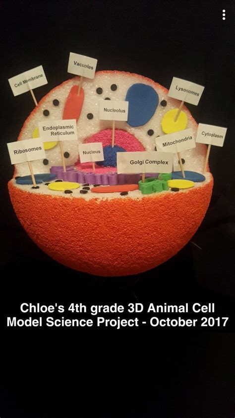4th Grade Science Project 3d Animal Cell Model October 2017 Animal