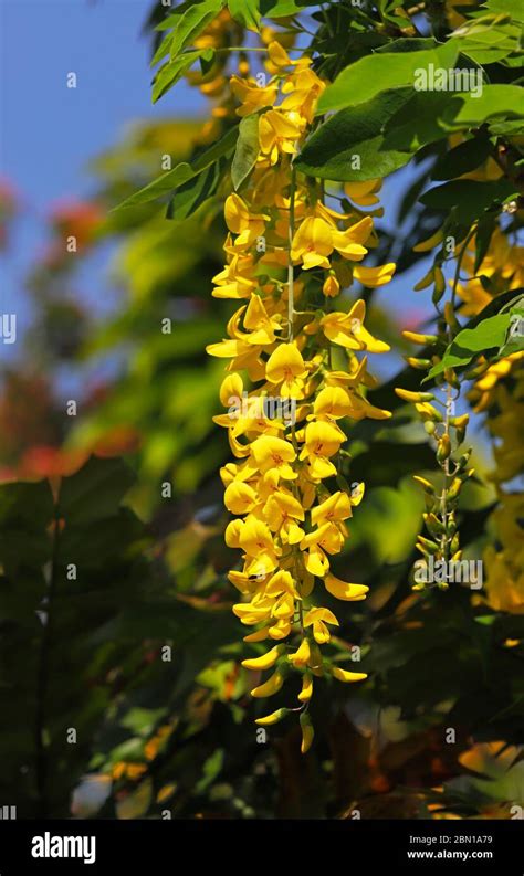 A Hanging Yellow Blossom Of A Laburnum Laburnum Anagyroides In An