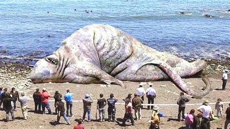 Top 5 Abnormally Large Animals You Wont Believe Exist Trend Dive