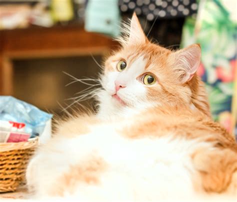 How Do Cats Clean Themselves