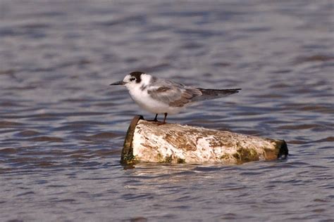 Marsh Tern Photo Id Guide Birdguides