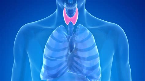 Thyroid Gland Facts Function And Diseases Live Science