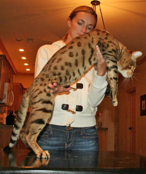 Search more than 2,000 luxury cars, exotic cars, classic cars and other supercars with large, high quality images. Exotic Felines for Sale | Savannah Cat Breed