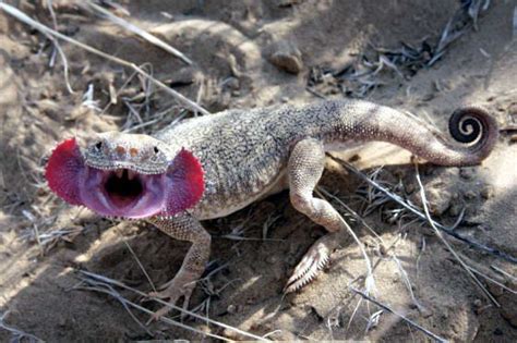 Health 7 Types Of Lizards Unique In The World