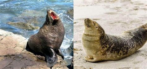 Sea Lion Vs Seal Main Differences Ocean Info