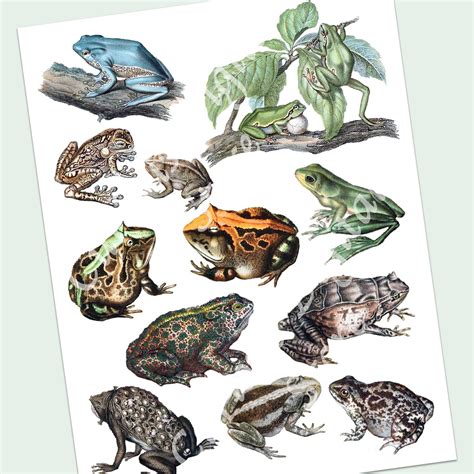 Digital Collage Sheet Frogs And Toads Junk Journal Printable Etsy Uk