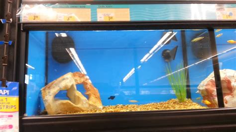 Eliminate mosquito breeding in your troughs or settling tanks by introducing these fish which eat mosquito larvae. PETCO fish for sale - YouTube