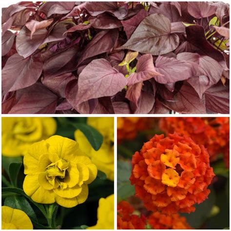 'Amber Alert' Container - Falk Nurseries