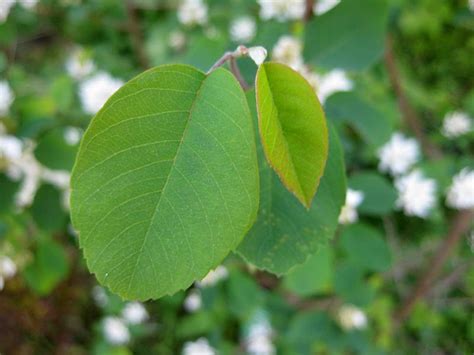 Ähnliche bilder von istock mehr. Saskatoon-Beere, Saskatoon, Amelanchier alnifolia in ...