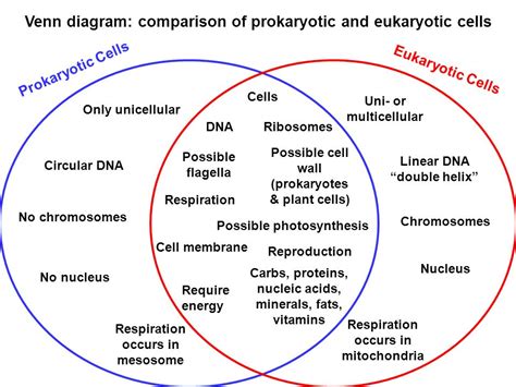 A primary component of the cell wall is cellulose, a complex carbohydrate that before going into the differences between plant and animal cells, it is worth reviewing endosymbiotic theory. 35 Prokaryotes Vs Eukaryotes Venn Diagram - Wiring Diagram ...
