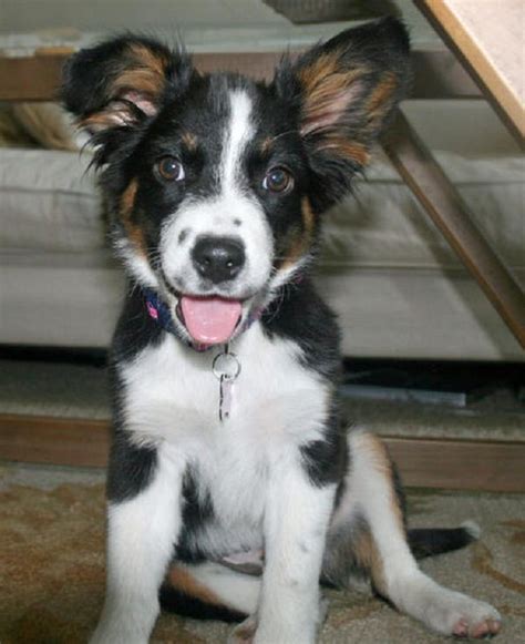 Enter your email address to receive alerts when we have new listings available for merle border collie puppies for sale uk. 77+ Border Collie Australian Shepherd Mix For Sale Near Me ...