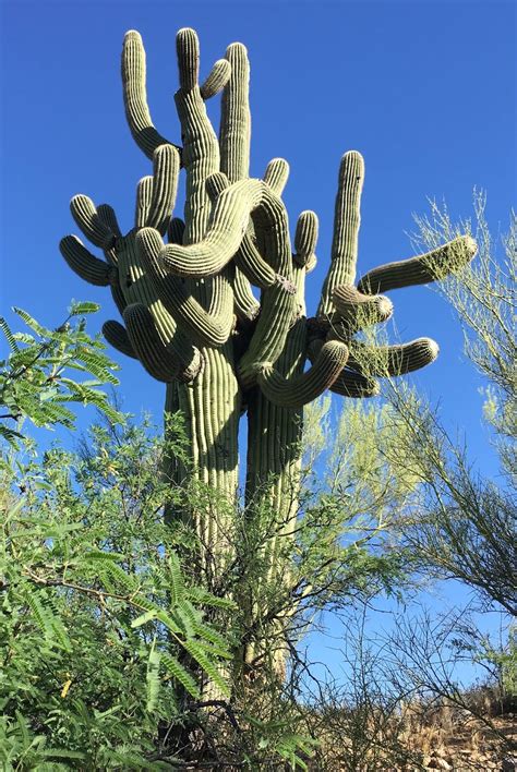 Running Routes Tucson Saguaro Cactus Desert Running Route