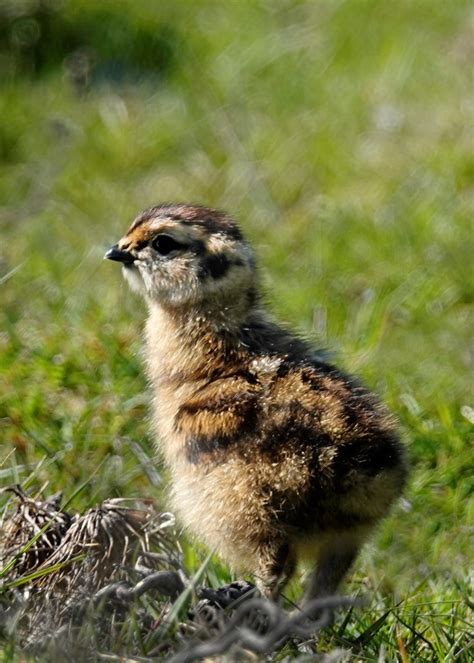 Grouse Chick 2 Jaykayg Galleries Digital Photography Review