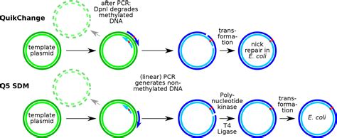 What Is The Difference Between T4 Dna Ligase And E Coli Dna Ligase