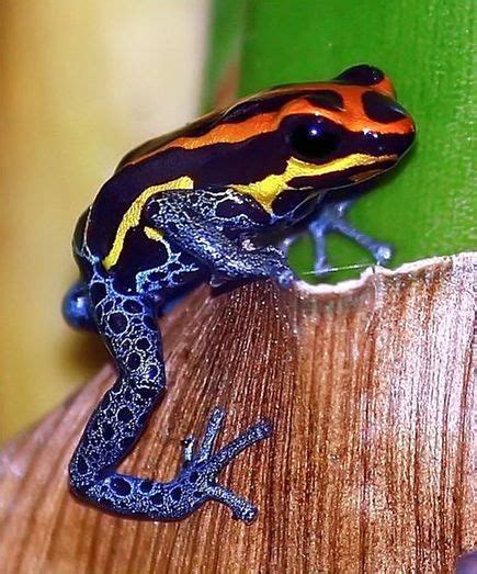 Purple Amazon Rainforest Poison Dart Frog All Are Here