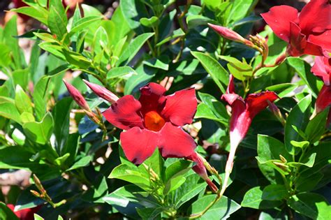We did not find results for: Sun Parasol® Garden Crimson Mandevilla (Mandevilla ...