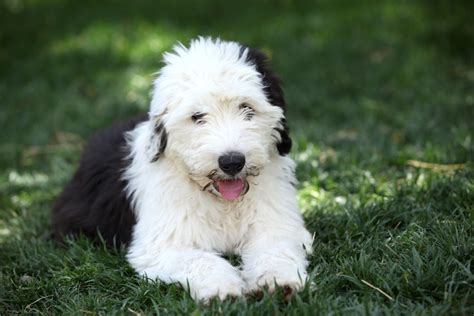 Old English Sheepdog Vs Bearded Collie How To Tell The Difference