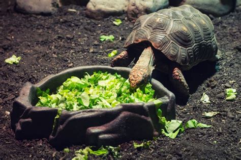 What Do Turtles Eat Most Complete Guide Available Petdt
