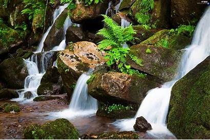 Waterfall Fern Mosses Stones Kochanyurwis Published