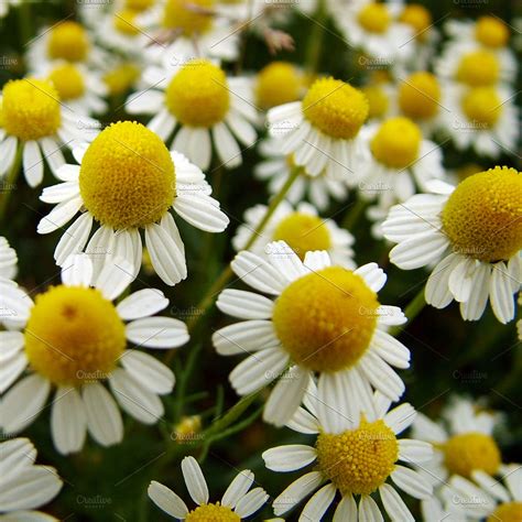 Chamomile Flowers High Quality Nature Stock Photos Creative Market