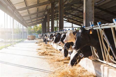 How the Chinese Animal Nutrition sector is changing | Morgan Philips