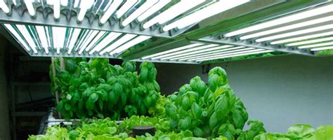 How To Choose Fluorescent Grow Lights For Your Grow Room