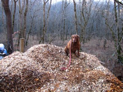 They can also be used as lining for outdoor dog pens, yard decoration, or. Free sources of garden mulch