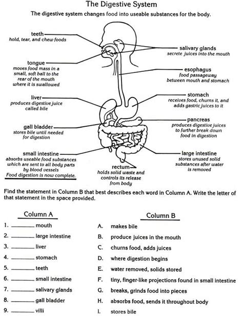 Learn vocabulary, terms and more with flashcards, games and other study tools. Digestive system | Nursing | Pinterest | Teeth, The o'jays ...