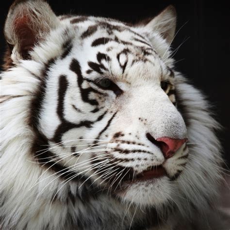 White Tiger Pfp