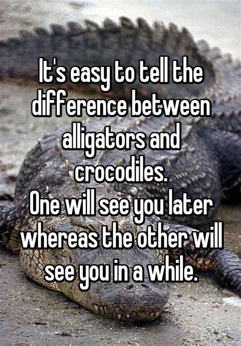 Its Easy To Tell The Difference Between Alligators And Crocodiles