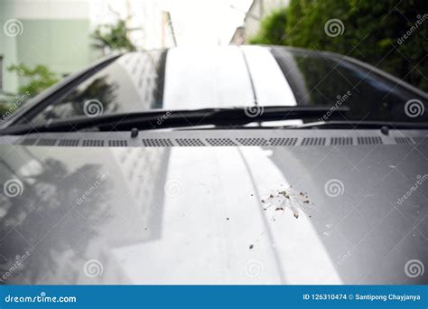 Bird Feces On Car Bird Droppings On Cars Stock Photo Image Of Messy