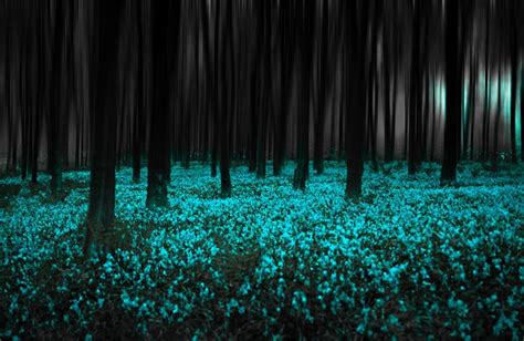 Pin By Emilysterkel On Tealandblack In 2020 Mystical Forest Blue