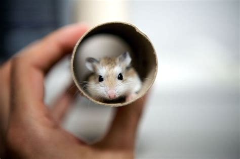 Very Cute Little Hamsters Wiresmash
