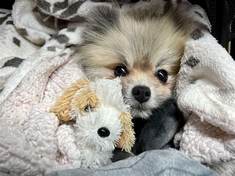 Jessica Alba's Holiday Family: CUTENESS OVERLOAD! - Sophie Rain Fan Marketplace - Featured Image