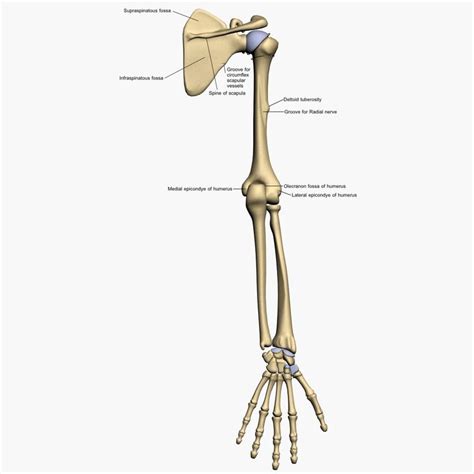 3d Models3d Model Bones Human Arm Anatomy