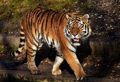 Taman buru, dimana objek wisata ini berupa hutan lebat dan rimbun. Cegah Harimau Serang Warga, KLHK Umpankan Rusa-rusa di Hutan