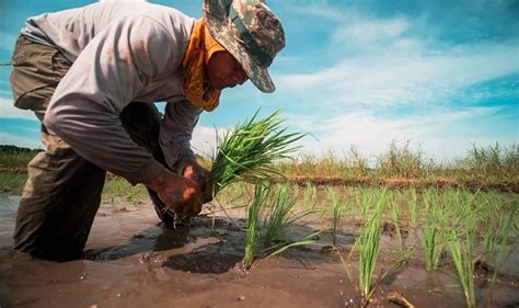 Riceup Empowering Filipino Farmers Asia Agriculture Education