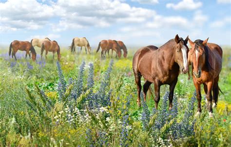 Horses Standing Eating On Meadow Grass Background Stock Photo Image