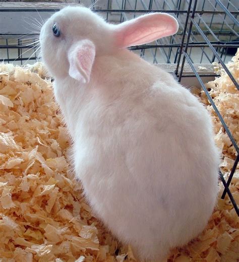 Polish Rabbit Breed Info Pictures Traits And Facts Pet Keen