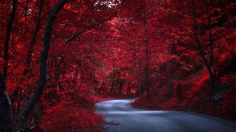 Red Forest Wallpaper 4k
