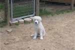 Family raised english bulldog puppies for sale. Maremma Sheepdog Puppies for Sale from Reputable Dog Breeders