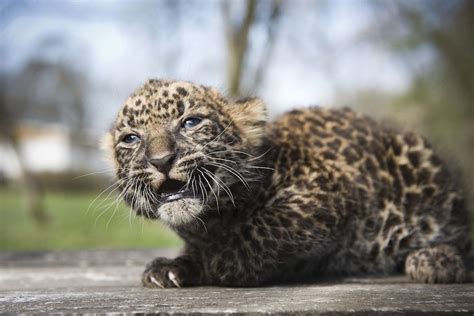 A Cameraman Records Four Week Old Leopard Cub Imoo At Nyiregyhaza