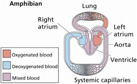 CIRCULATORY SYSTEMS