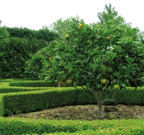 Fruit Trees Home Gardening Apple Cherry Pear Plum When Do Lemon