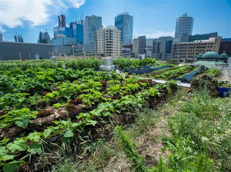 Farm in the city (fitc) is an unique concept that combines the elements of wildlife and nature set in a designed environment of a conservation park. Ryerson Urban Farm (formerly Rye's Homegrown) - Greenroofs.com