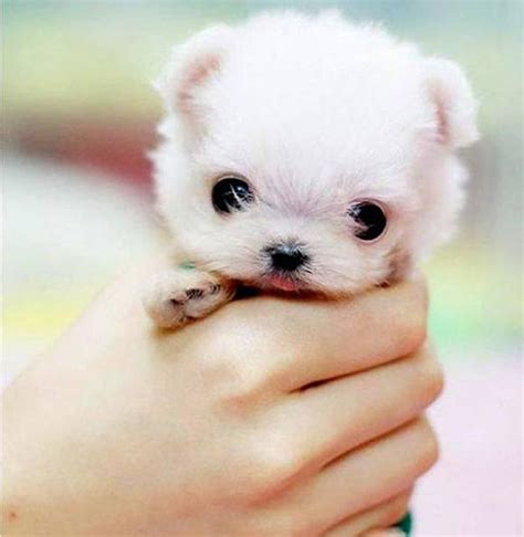Home Kawaii Fair Baby Animals Cute Puppy Pictures Cute Dogs