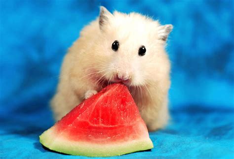 Adorable Hamsters That Are Too Cute For Words Pics