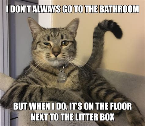 Cat Not Using Its Litter Box Tips For Solving Litter Box Problems K9 Pie