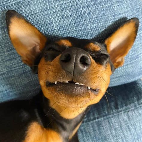 pictures  miniature pinscher owners    funny page     dogman