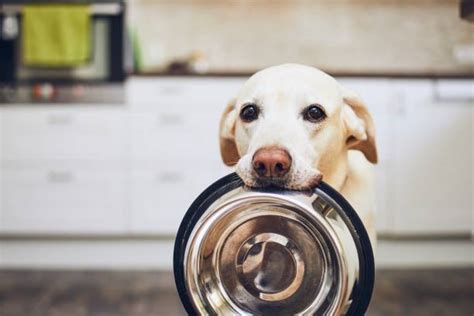 Can Dogs Eat Fish Sticks A Guide To Safe Canine Nutrition And Fish Treats